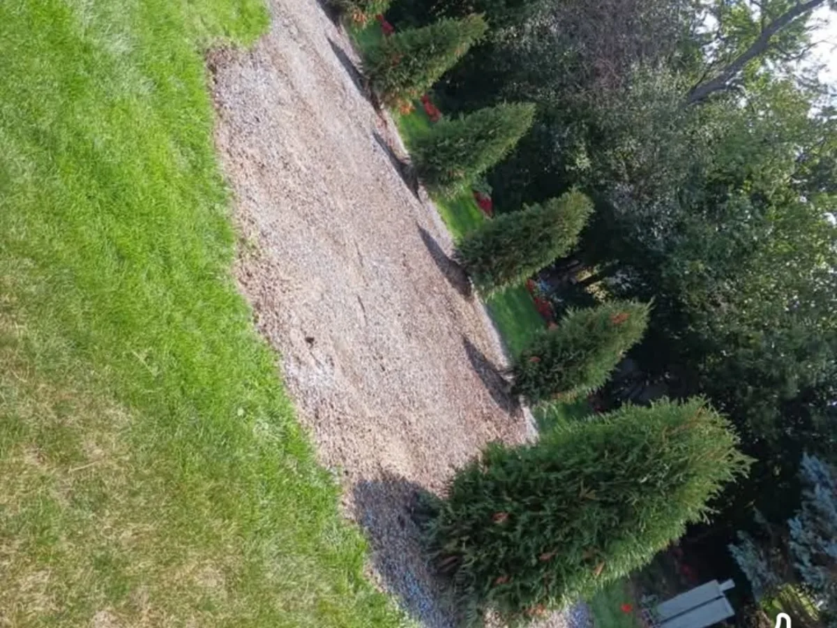 Trimmed evergreen shrubs beside a mulched bed