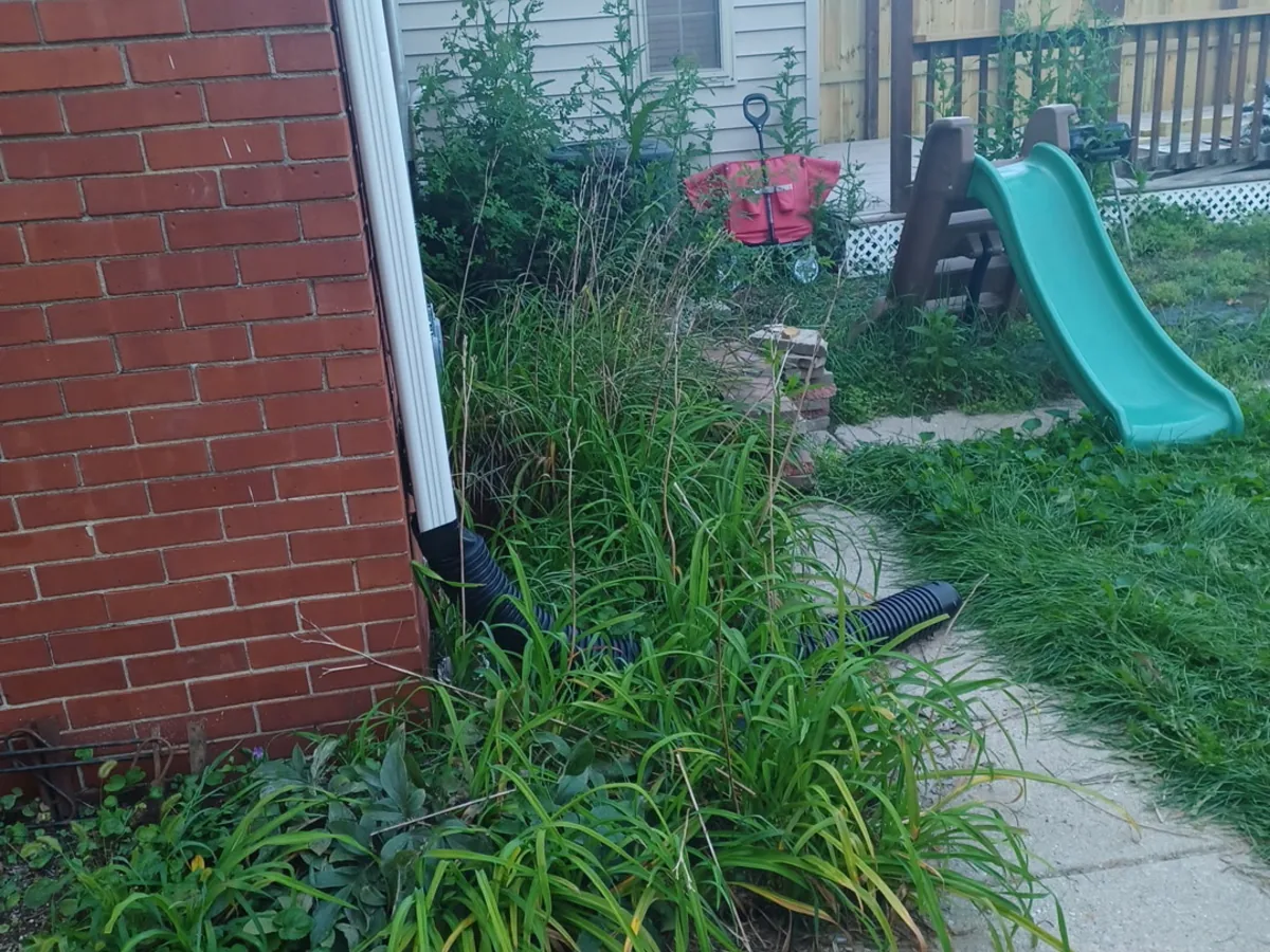 Overgrown grass and weeds before a yard cleanup