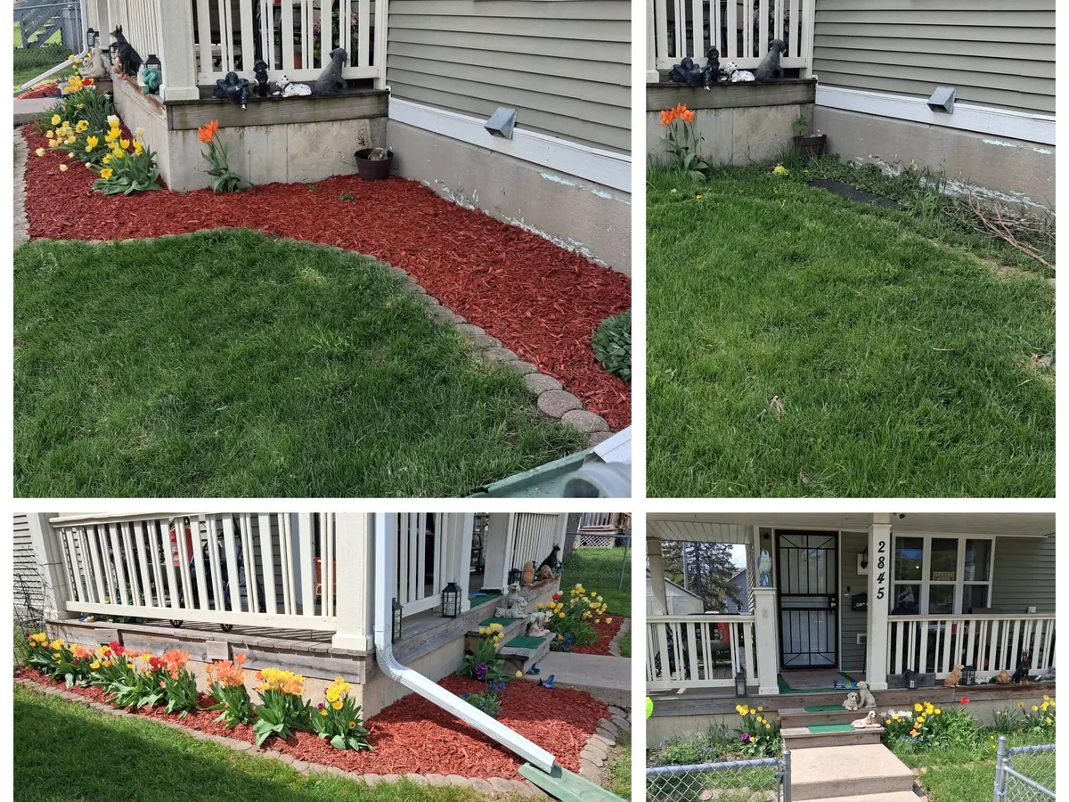 Red mulch flower bed planted with tulips along a house