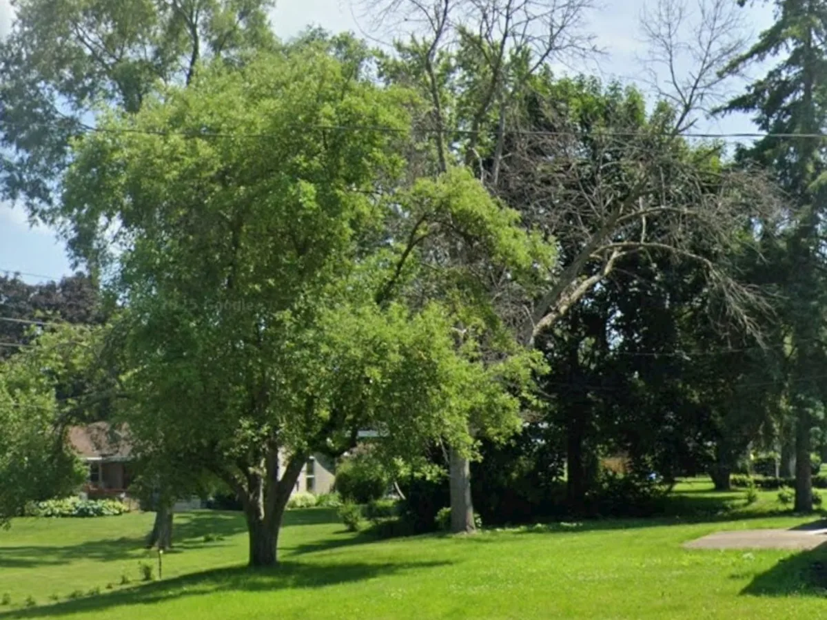 Trimmed shade trees over a mowed open lawn
